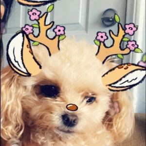 Meet your Posher, Rosie